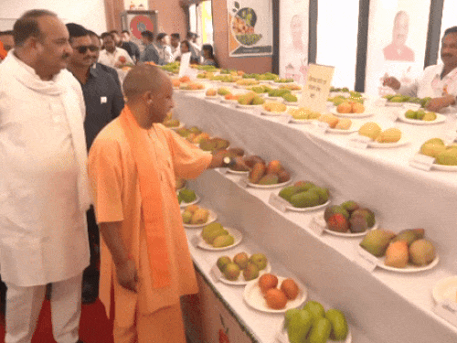 लखनऊ में यूपी आम महोत्सव का आगाज; 800 से अधिक प्रजातियां होंगी प्रदर्शित
