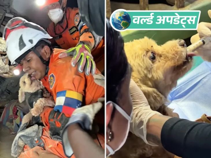 वर्ल्ड अपडेट्स:  वेनेजुएला में चमत्कार: मलबे में 8 दिन से फंसा कुत्ता जिंदा मिला, रेस्क्यू टीम ने सुरक्षित निकाला