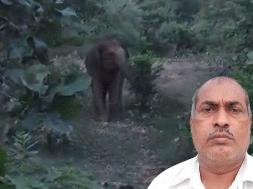 हजारीबाग: जंगली हाथियों का कहर; एक की मौत, एक गंभीर घायल; बरकट्ठा में दहशत