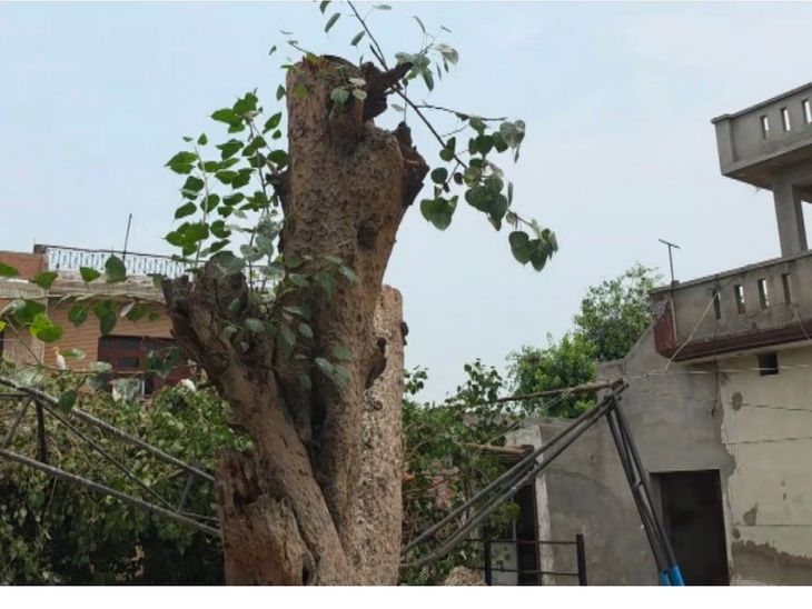 पटियाला में दो प्राचीन पीपल काटने पर भड़के लोग:  पंचायत और प्रशासन पर आरोप, बोले-100 से अधिक पक्षियों की तड़पकर मौत – Patiala News