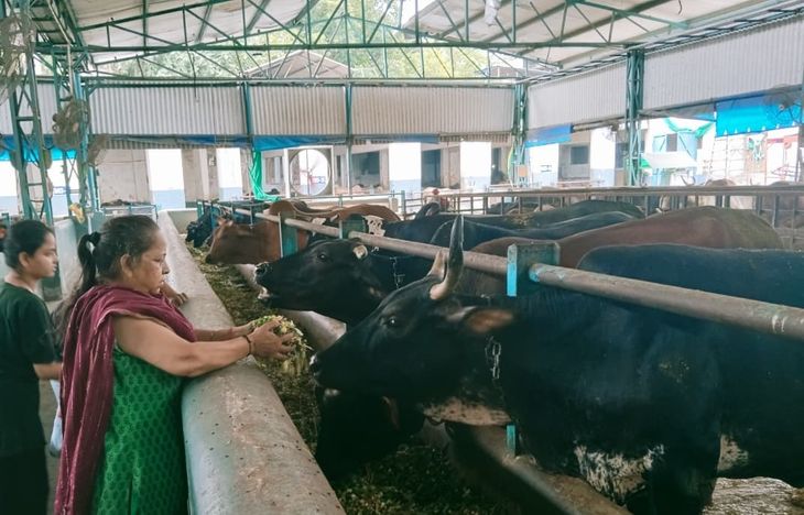 बिना सरकारी मदद के चल रही हैं शहर की दो गौशालाएं, नगर निगम हर साल चार करोड़ रुपए तक काऊ सेस वसूल रहा – Jalandhar News
