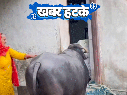 खबर हटके- टीवी देखे बिना दूध नहीं देती भैंस:  ऐसे ग्रह जहां बरसते हैं हीरे; बिना सड़क वाला गांव, छतों पर चलते हैं लोग