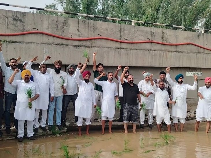 कांग्रेस कार्यकर्ताओं ने रुके पानी में धान लगाया:  संगरूर में जलभराव और खराब निकासी पर सरकार के खिलाफ किया प्रदर्शन – Sangrur News