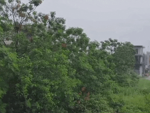जालंधर में बारिश से तापमान में गिरावट:  मौसम विभाग का अर्लट, भारी बारिश की चेतावनी , मौसम हुआ सुहावना – Jalandhar News