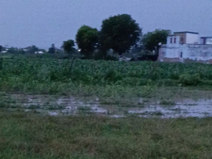 लवाण क्षेत्र में ठंडी हवाओं के साथ तेज बारिश: बाजरा-मूंग समेत खरीफ फसलों को लाभ, गर्मी से राहत - Dainik Bhaskar