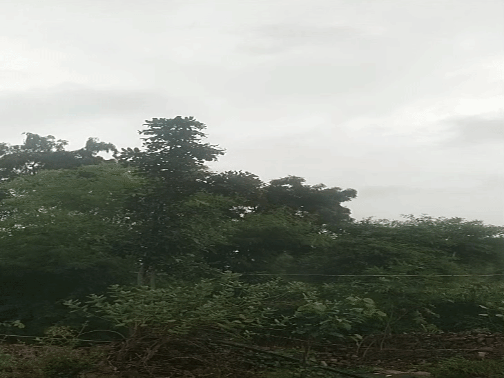 Javda-Nimdi Rain Relief | Farmers Concerned Over Crop Pest Infestation