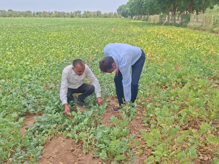 जोधपुर-अब कम बारिश में भी खराब नहीं होगी मोठ फसल: एक महीने बिना बरसात हरी-भरी रहेगी; काजरी के वैज्ञानिकों न... - Dainik Bhaskar