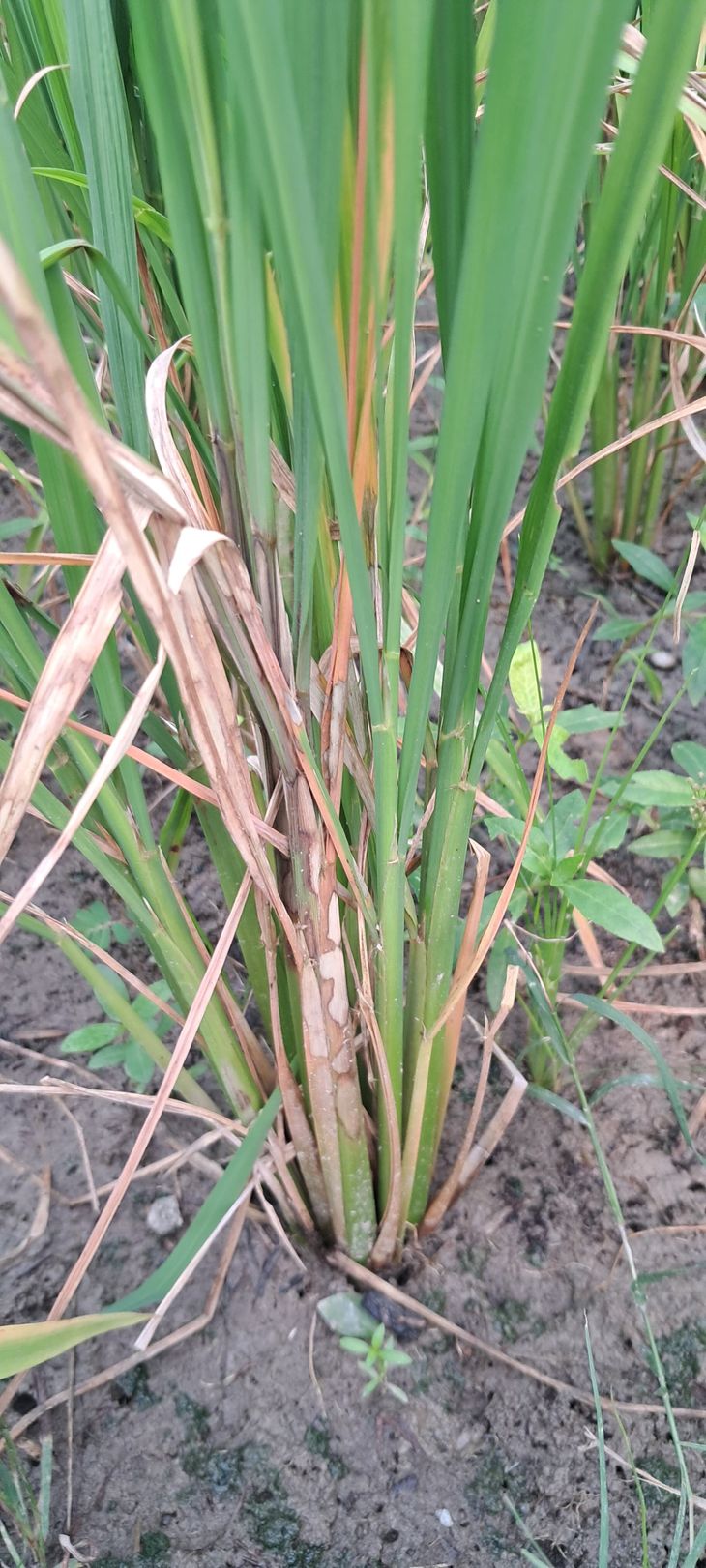 Sheath blight outbreak on rice crop