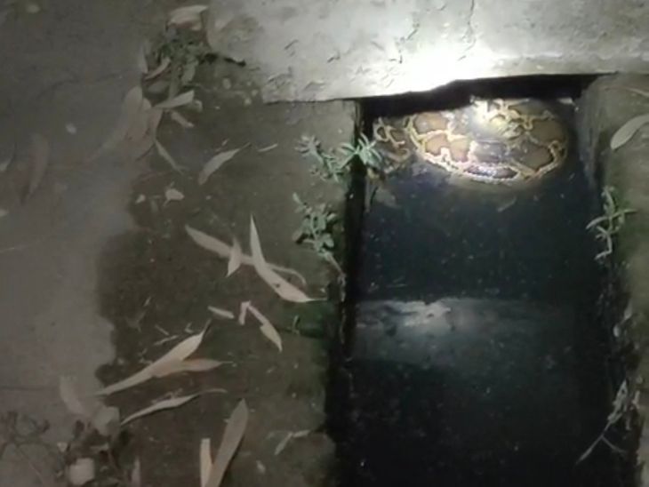 Python Rescue in Dhanoura | Forest Department Released Snake in Forest