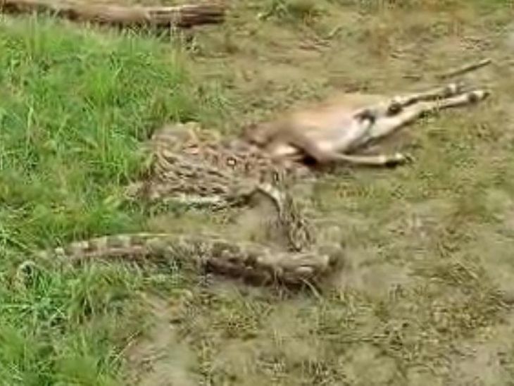 Prayagraj Python Terror | 12 Feet Python Swallows Nilgai Calf Video