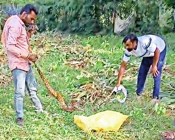 Python found in farm, villagers release it in forest