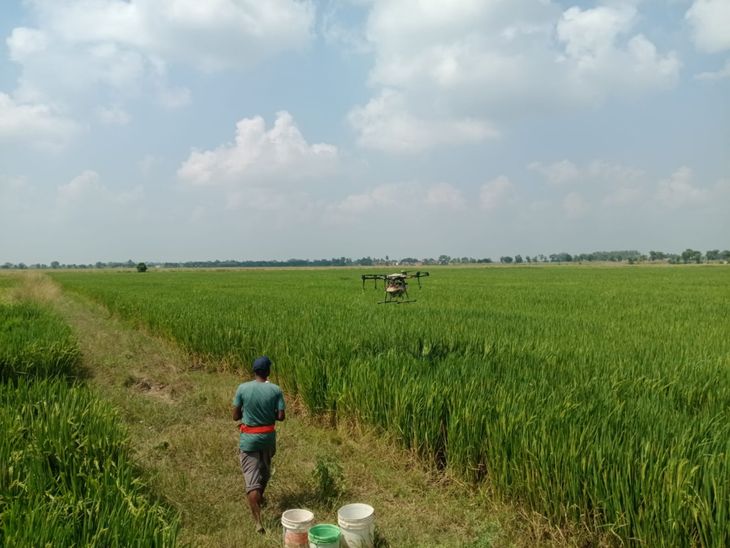 Drones spray pesticides on 30 bighas of paddy in one day
