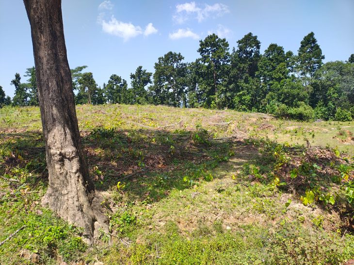 Attempt to occupy forest land, felling of trees on about two acres