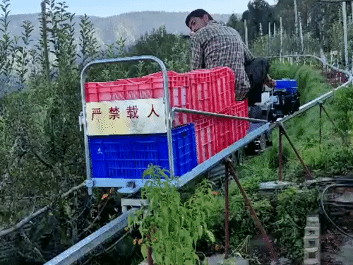 Himachal Apple Farming Tech | Sunil Chauhan Installs Mono Rail System ...