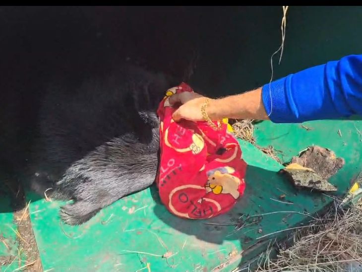 Rampur Bear Attack | Forest Department Captures Bear in Devthi