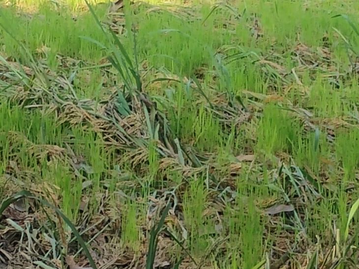 Fatehpur Paddy Crop Damage | Heavy Rain Causes Sprouting In Fields