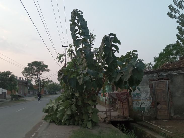 Saharanpur Storm Damage | Ward 2 Trees, Flex Boards Fall On Roads