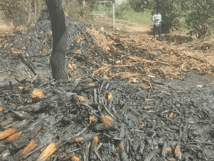Bhupalsagar Fire: Farmer Crops Destroyed in Lunera | Electricity Dept ...