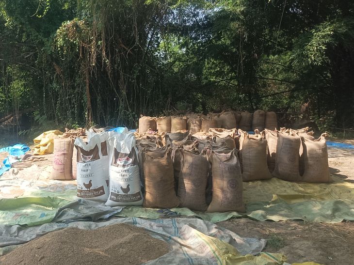Hardoi Farmers Selling Paddy Crops Amid Weather Alert | Behandar Mandi
