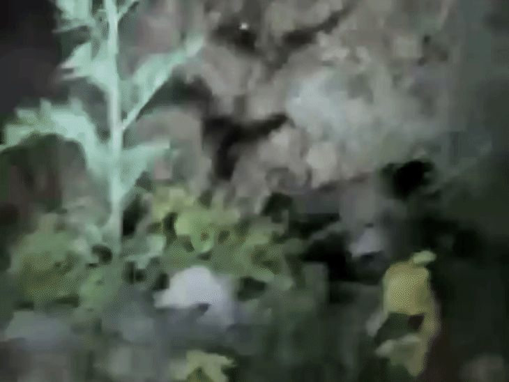 Hoshiarpur Leopard Sighting | Vichhohi Villagers Fear Demand Cage