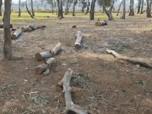 Raipur Film City Controversy | Villagers Protest Against Tree Felling