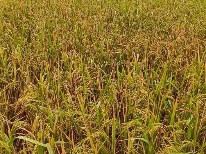 Nagwan Rain Storm | Farmers Fear Damage To Pea Paddy Chilli Potato Crops