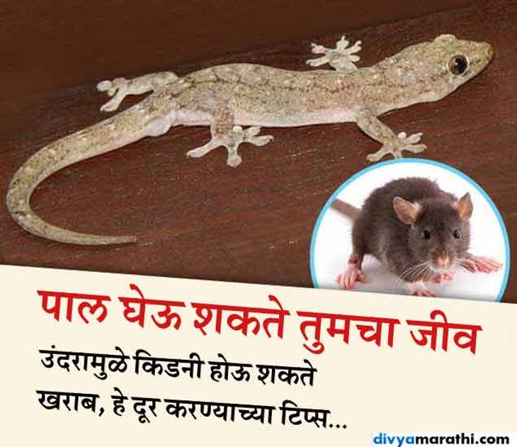 These 8 Common Insects Are Very Harmful For Your Health | पाल घेऊ शकते ...