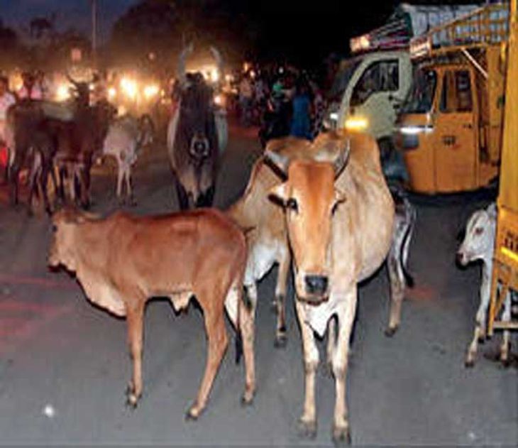 कोपरगावात मोकाट जनावरांनी घेतला दुसरा बळी; नागरिकांच्या सुरक्षेचा प्रश्न ऐरणीवर, प्रशासनाने लक्ष देण्याची राष्ट्रवादीची मागणी
