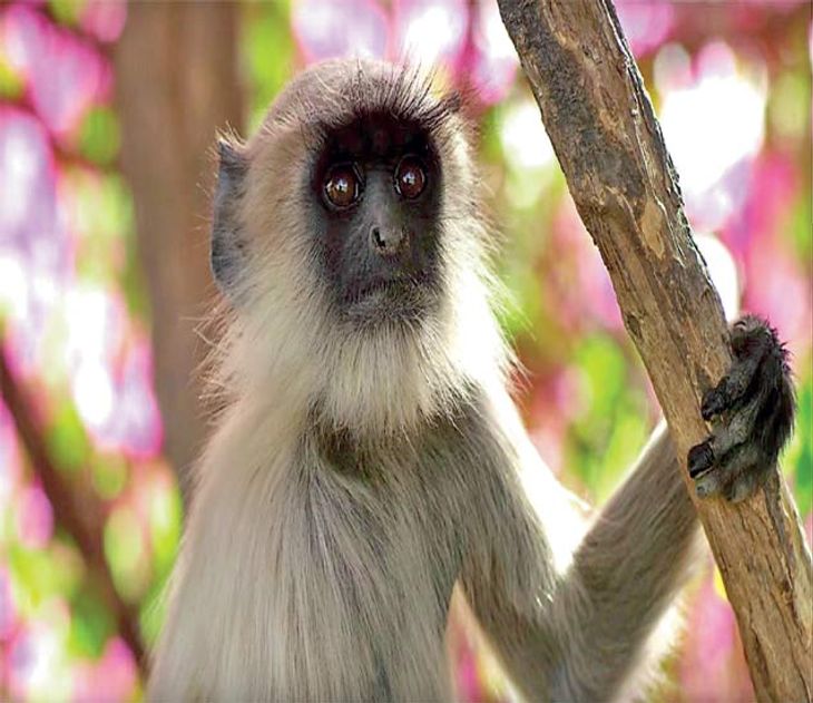 rahul Bansode writes article about Nature