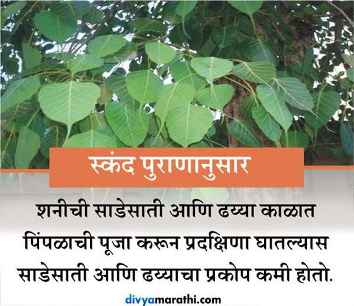 Mythological Facts About Pipal Tree