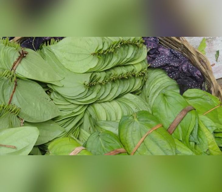 health benefits of vidyache paan | विड्याच्या पानाचे आहेत खास आरोग्य ...