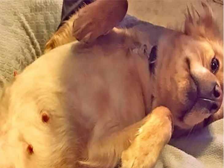 Pregnant rescue dog gives birth to a litter of baby cows