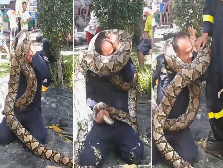 python wraps itself around fireman in safety demo | सापाने वेटुळा ...