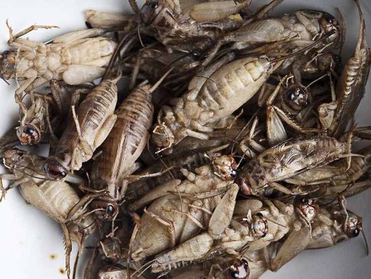 Bakery was using ground flour made from dried crickets for Bread