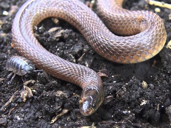 inspirational snake and ants story in Marathi