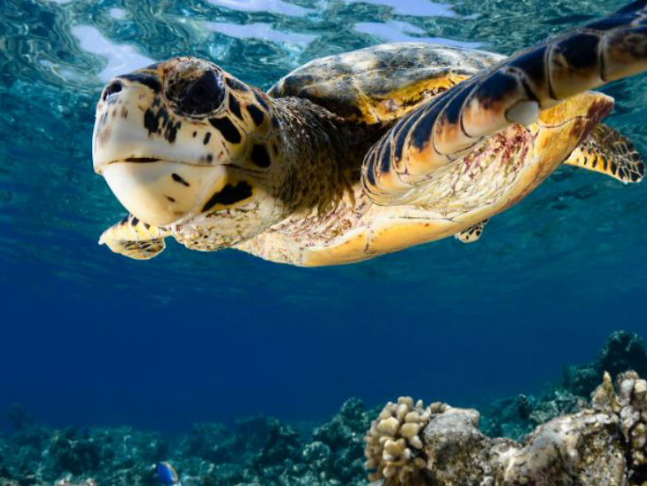 Coco Palm Dhuni Kolhu, Marine Turtle Rescue Centre, intern to help ...