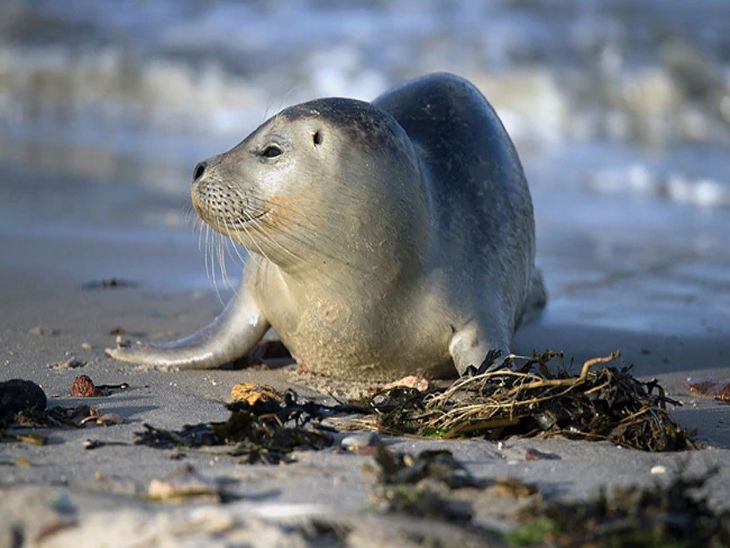 Seel fish can sing 'Twinkle Twinkle Little Star' like human beings ...