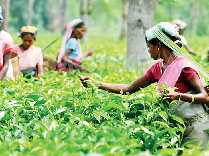 Government changing tea-coffee, spice laws | The Tea Promotion and ...