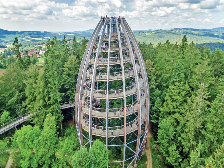 The world's tallest tree-top / Detention from the sky in the forest of ...