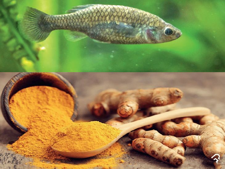 People are eating turmeric instead of fish for antioxidants