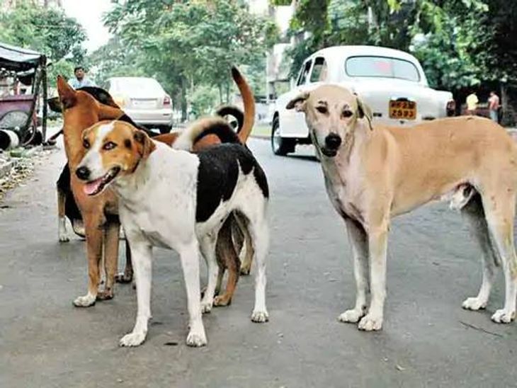 18 dogs killed by poisoning in Andhra Pradesh | Accused said - the ...