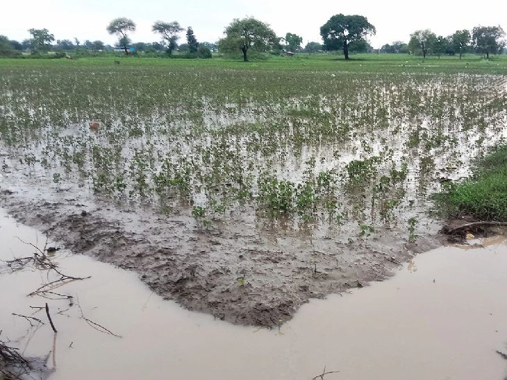 17 lakh hectares of crops damaged due to heavy rain in Marathwada; 2500 ...