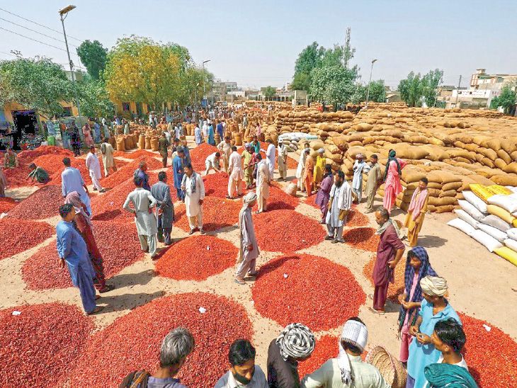 Asia's largest red chilli market saw 80% drop in arrivals