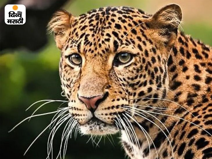 Terror of the Leopard; Inspection by Forest Officers