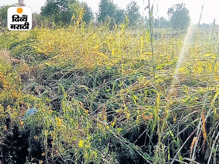 Damage on 21 lakh hectares in 7 states, 3 more days of rain, 1.39 lakh ...
