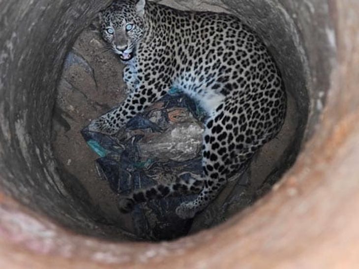 Death of a leopard by falling into a well; Incident in Devpayali in ...