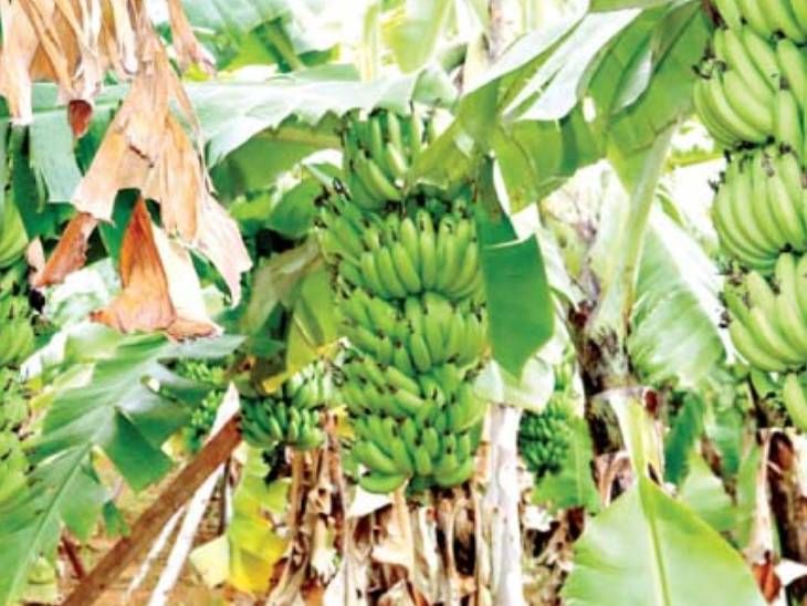 Rising temperatures hit banana gardens in Soygaon area; Productive ...