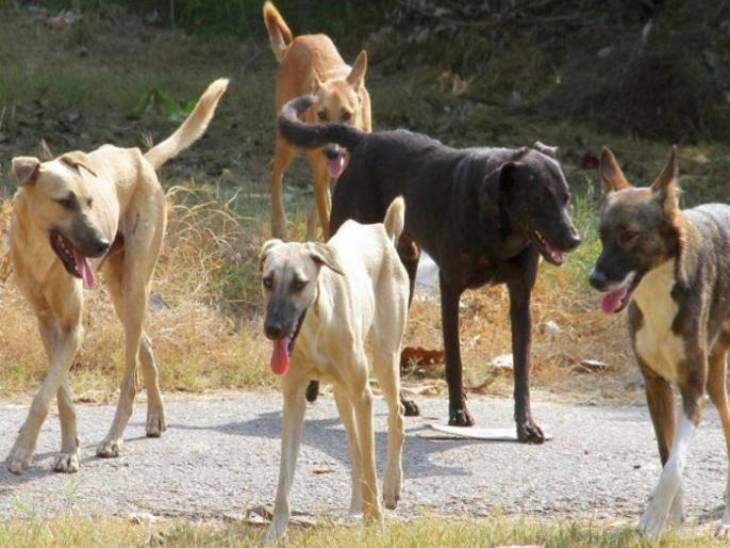The terror of stray dogs, a dog sterilization center will be set up in ...