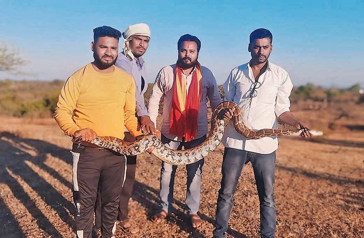 10 feet long python found in Shelwad, python rescued in Mahakali forest ...