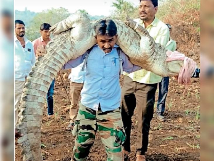 120 kg live crocodile on shoulder in Mukheed forest area of Nanded ...